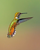 Rufous Hummingbird (female), Cottonwood, AZ