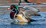 Wood Duck