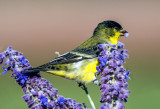Lesser Goldfinch, Cottonwood, AZ
