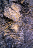 Conophyton Stromatolite structures in Precambrian Helena Formation, Glacier National Park, MT