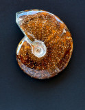 Ammonite, Madagascar