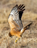 Northern Harrier Hawk, Bosque del Apache National Wildlife Refuge, Socorro, NM