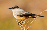 Say's Phoebe, Bosque del Apache National Monument, Socorro, NM