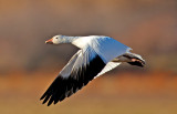 Snow Goose, Bosque del Apache National Wildlife Refuge, Socorro, NM