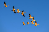 Snow Geese at first light, Bosque del Apache National Wildlife Refuge, Socorro, NM