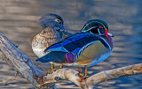 Wood Duck pair, Lo Lo Mai Springs, Sedona, AZ