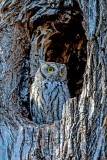 Western Screech Owl  