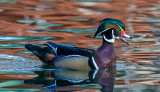 Wood Duck