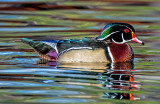 Wood Duck with reflection