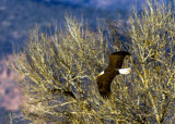 Bald Eagle soaring over Dead Horse Ranch State Park, AZ