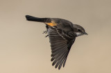 Vermilion Flycatcher (female), Cottonwood, AZ