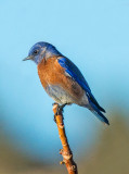 Western Bluebird, Cottonwood, AZ