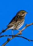 Savannah Sparrow, Yavapai County, AZ