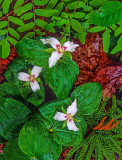 Painted Trillium, Jasper Woods Nature Sanctuary, St. Clair County, MI