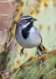 Black-throated Sparrow, Yavapai County, AZ