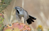 Black-throated Sparrow, Yavapai County, AZ