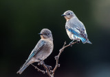 Mountain Bluebirds (female), Coconino County, AZ
