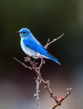 Mountain Bluebird, Yavapai County, AZ