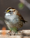White-throated sparrow , V Bar V Ranch, Coconino County, AZ