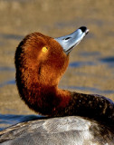 Redhead Duck 