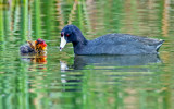 American Coot and chick, Sedona Wetlands Preserve, Sedona, AZ 