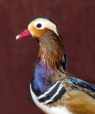 Mandarin Duck