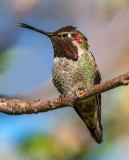 Anna's Hummingbird, Sedona, AZ
