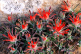 Slickrock Paintbrush, Muley Point, UT