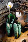 Bloodroot, Messenger Woods, Will County Forest Preserve District, IL