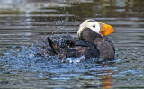 Tuffted Puffin bathing 