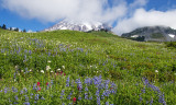 Paradise Meadow Wildflowers, Mt. Rainier National Park, WA