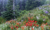 Indian Paintbrush, Pussy Toes,  & Cascade Asters, Mt. Rainier National Park, WA