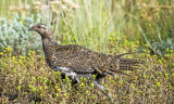 Sharp-tailed Grouse, Summit County, UT