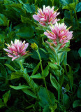 Magenta Paintbrush, Mt. Rainier National Park, WA