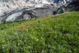 Nisqually Glacier, Mt. Rainier National Park, WA