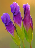 Fringed Gentian, Ridges Sanctuary, Door County, WI