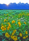 Sunset  and Mules Ears, Grand Teton National Park, WY