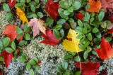 Leaves, Wintergreen, and Reindeer Lichen, Pictured Rocks National Lakeshore, MI