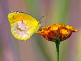 Sleepy Orange, Cottonwood, AZ