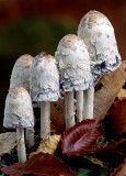 Shaggy Mane Mushrooms with Beech leaves, Bond Falls, MI