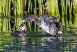 Pied-biled Grebe and chick, Sedona Wetlands Preserve, Sedona, AZ