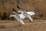 Snow Geese, Bosque del Apache Ntional Wildlife Refuge, NM