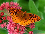 Great Spangled Fritillary, Somme Prairie Groe, IL