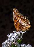 Variegated Fritillary, Cottonwood, AZ