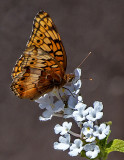 Variegated Fritillary, Cottonwood, AZ