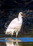 Snowy Egret fishing 