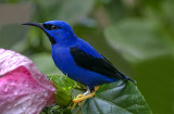 Yellow-legged Honeycreeper