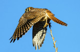 Kestral  leaving a perch