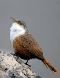 Canyon Wren, Montezuma Well National Monument, AZ