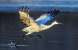 Sandhill Crane, Bosque del Apache National Wildlife Refuge, NM